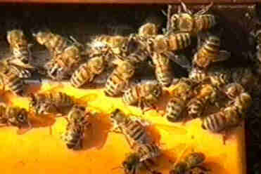 weer gewone bijen